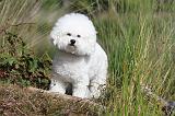 BICHON FRISE 331